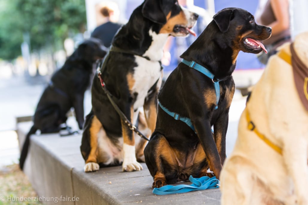 Hundetraining.jpg