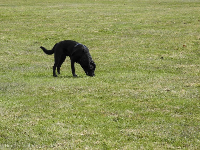 Warum fressen Hunde Gras?