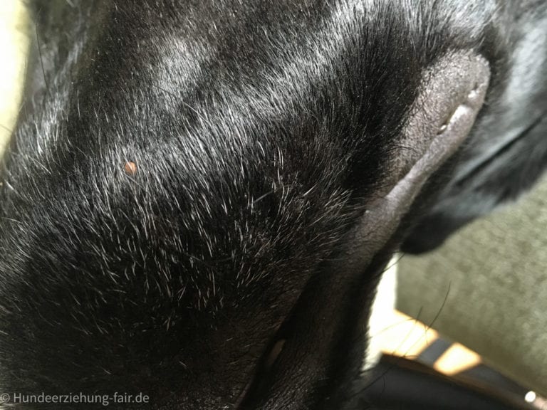 Zecken beim Hund - Bild