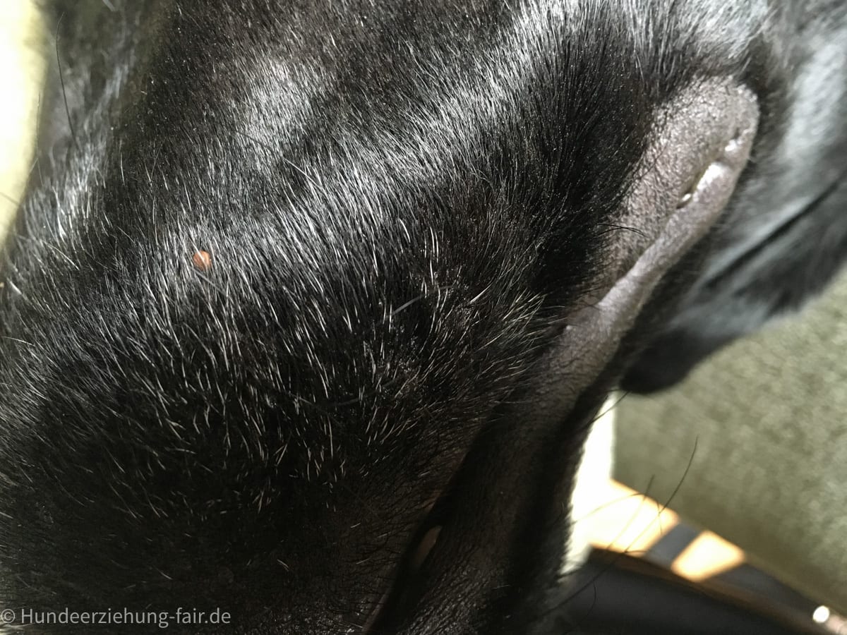 Zecken beim Hund - Bild