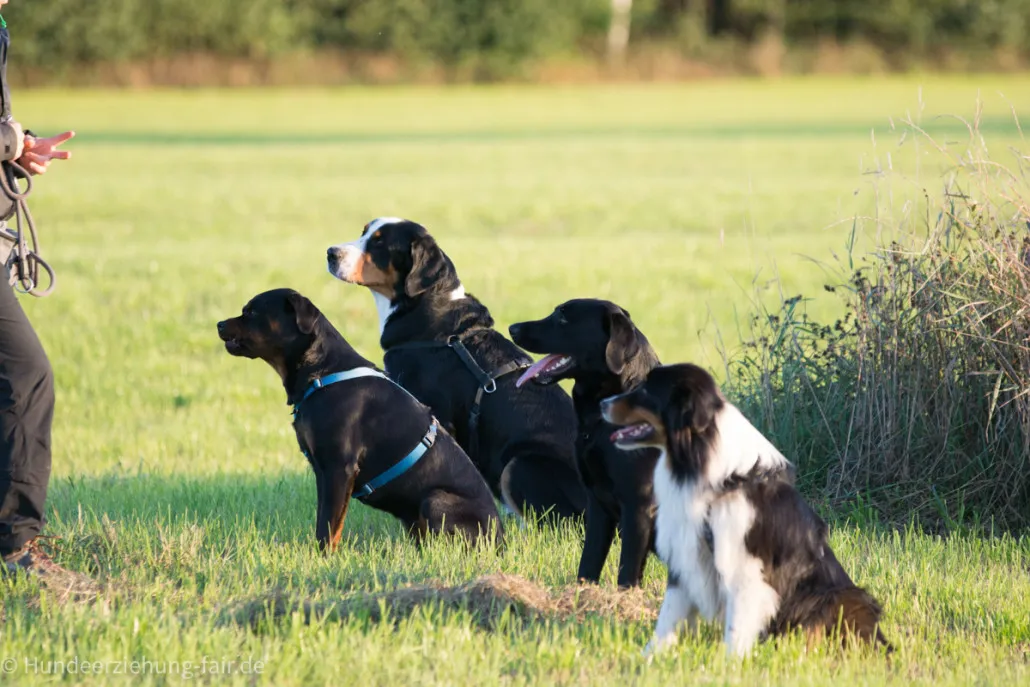 Hundeerziehung_fair.jpg