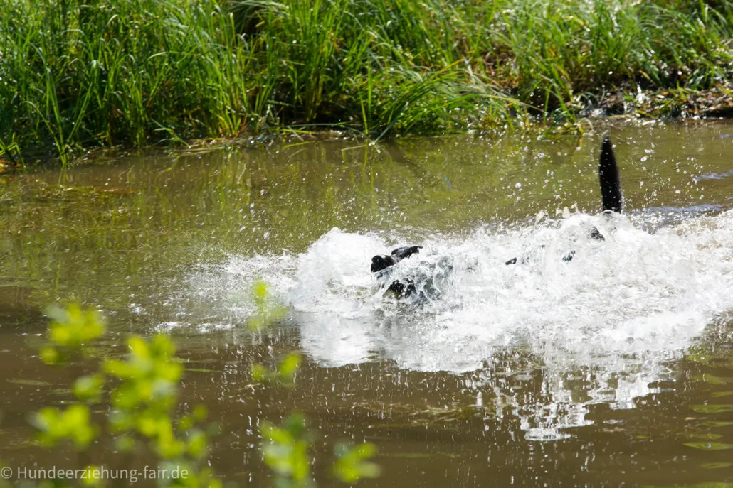 Labrador-im-Wasser.jpg