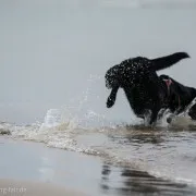 Unser Labrador im Meer