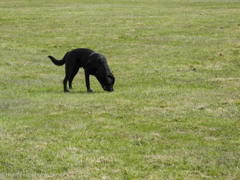 Warum fressen Hunde Gras?