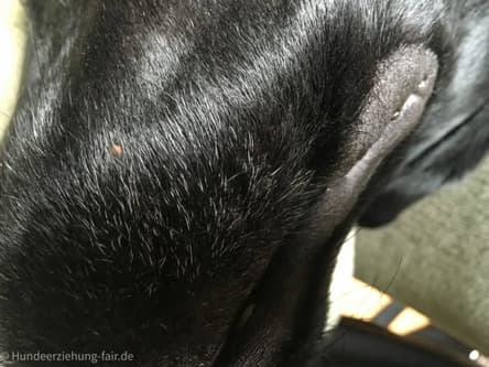 Zecken beim Hund - Bild