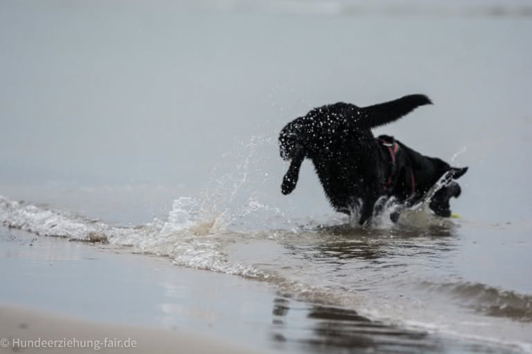 Unser Labrador im Meer